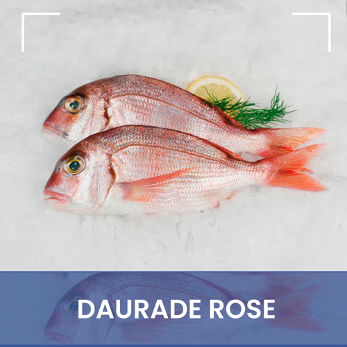 Dorade rose