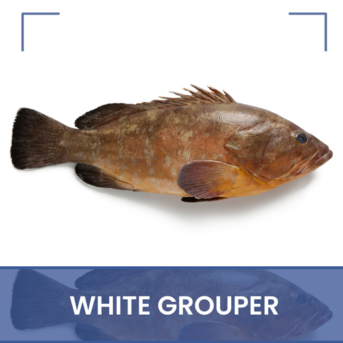 Mérou blanc